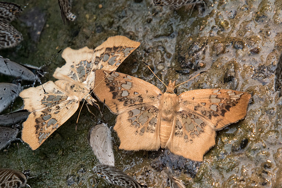 Ctenoptilum vasava vasava-2812 - Chiang Dao - 11/03/23