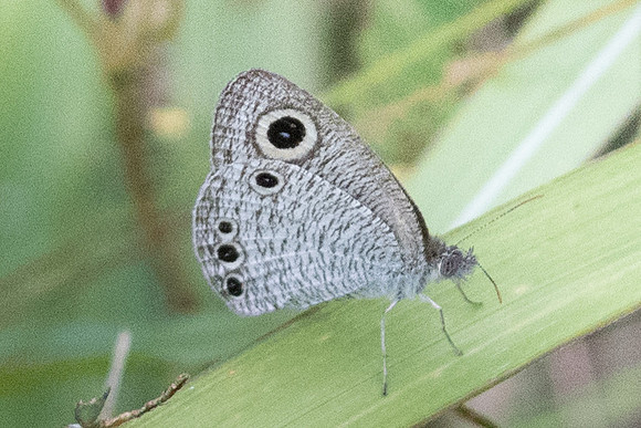 Ypthima huebneri-0647