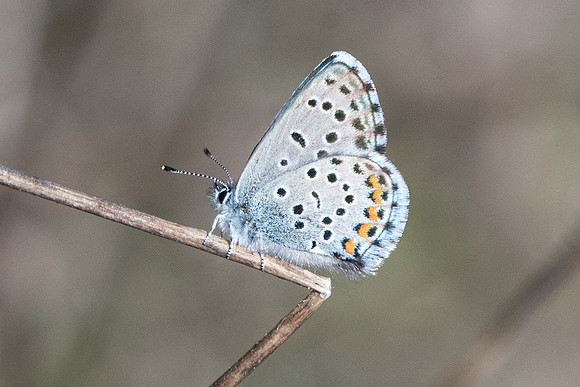 Pseudophilotes vicrama-8600