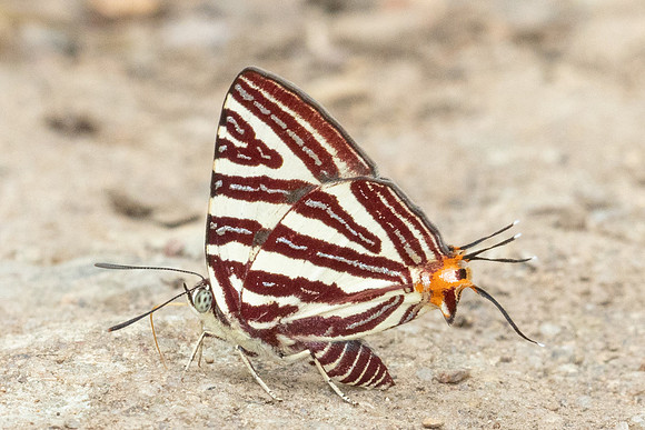 Spindasis seliga-1596 - Chiang Dao - 17/03/24