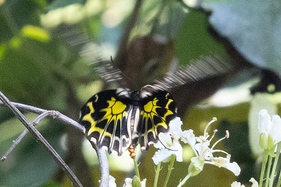 Troides aeacus-6218
