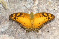Vagrans sinha-6477