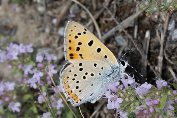 Lycaena hippothoe-0158