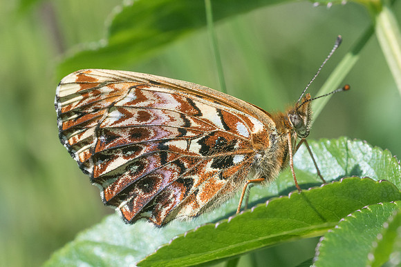 Boloria titania-1039 - Noël-Cerneux - 10/06/22