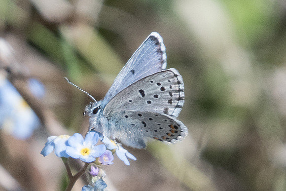 Pseudophilotes vicrama-8441