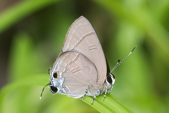 Rapala pheretima-8767- Koh Samui - 16/03/23