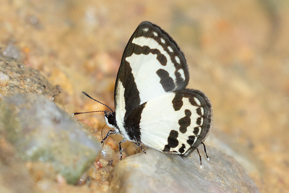 Caleta roxus-9829