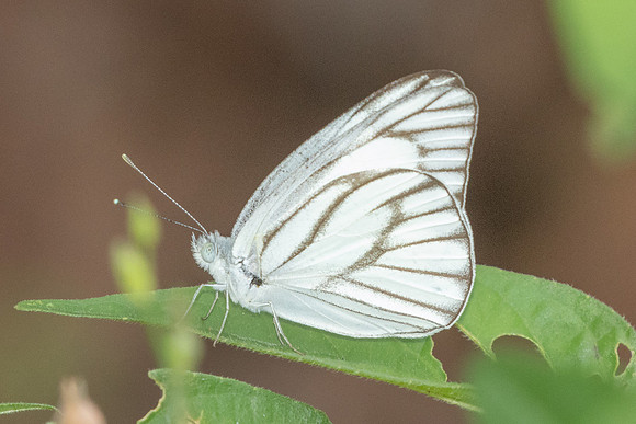 Appias libythea-0882