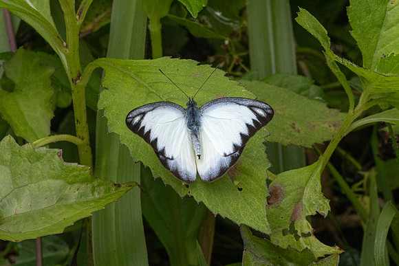 Appias lyncida-8958
