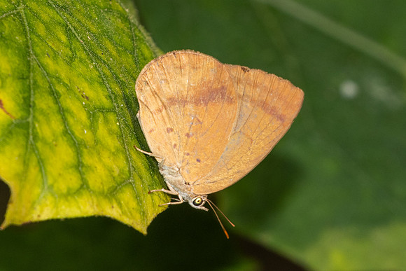 Arhopala fulla-1025- Chiang Dao - 17/03/25