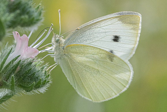 Pieris rapae - 8340 - Vivario - 14/06/23