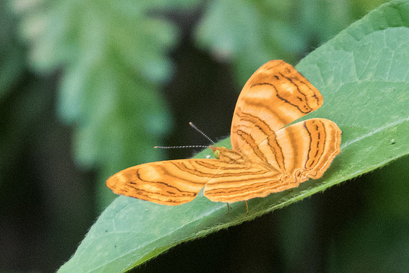 Chersonesia rahria-1182 - Koh Samui - 18/3/23