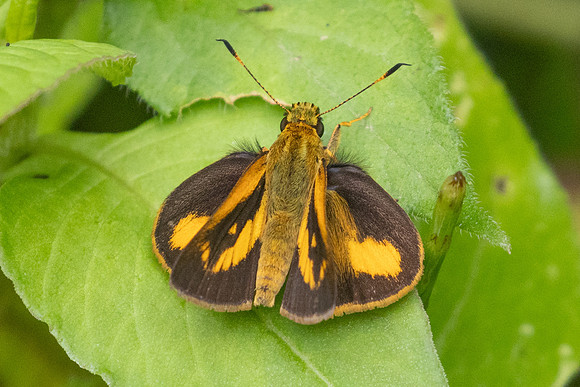 Anthoptus epictetus-5761 - Salento - 16/06/24