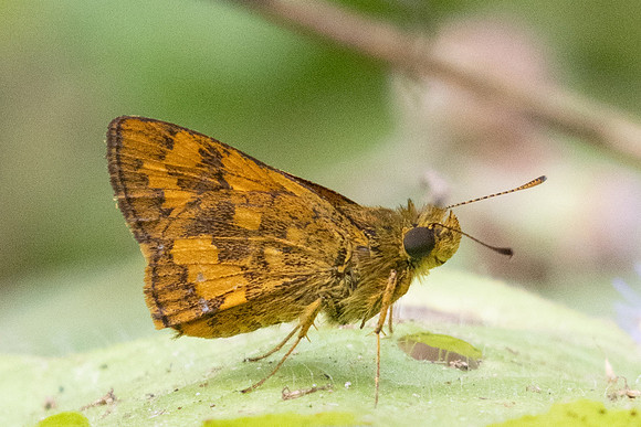 Potanthus-2369