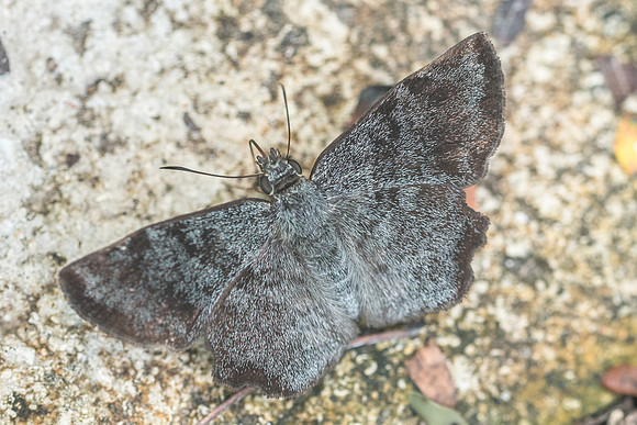 Antigonus erosus-4909