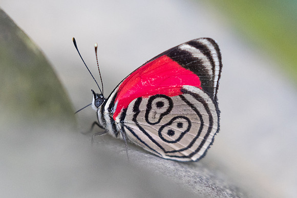 Diaethria clymena marchalii-6986 - Salento - 17/06/24