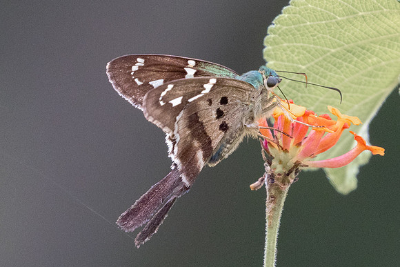 Urbanus proteus-0528 - Barichara - 7/06/24