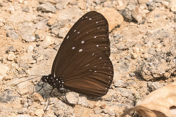Euploea mulciber mulciber-9431 - Chiang Dao - 11/03/23