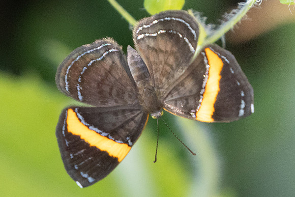 Crocozona pheretima - 4338