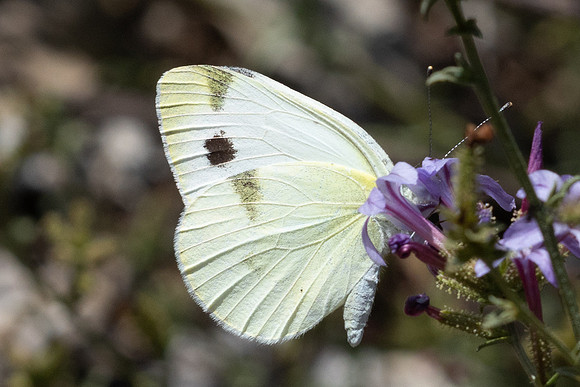 Pieris krueperi-0911 - Antalya, Termessos - 16/09/24