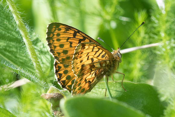 Boloria euphrosyne-30
