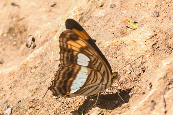 Adelpha paraena massilia-5638
