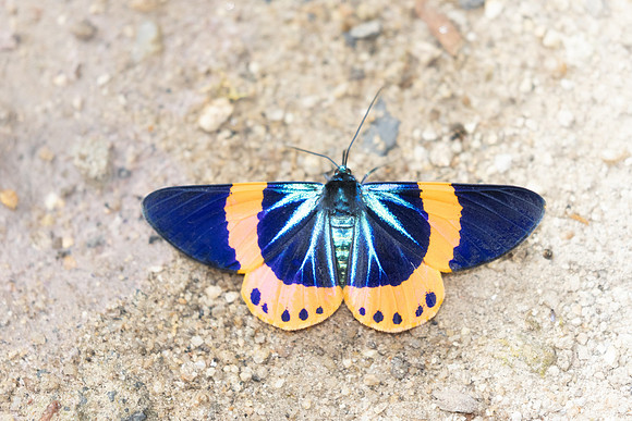 Milionia zonea-4180 - Doi Inthanon - 24/03/25