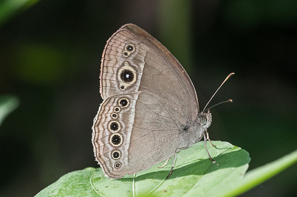 Mycalesis perseoides-0590 - Doi-Suthep - 13/11/23