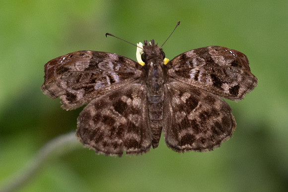 Gorgythion beggina-0254