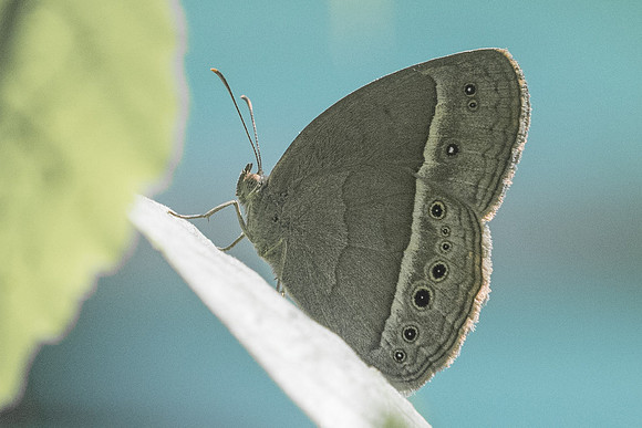 Mycalesis sp-2527 - Chiang Rai - 18/11/23