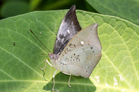 Euthalia anosia-3661