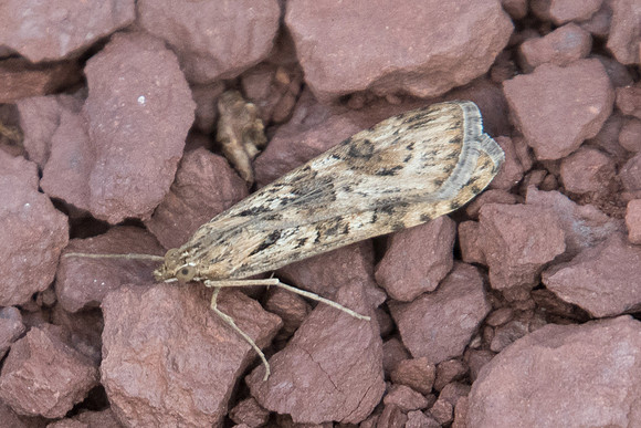 Nomophila noctuella_8577
