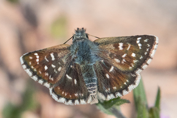 Spialia orbifer-8862