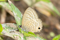 Nacaduba pactolus-1940