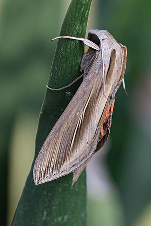Moth-8134