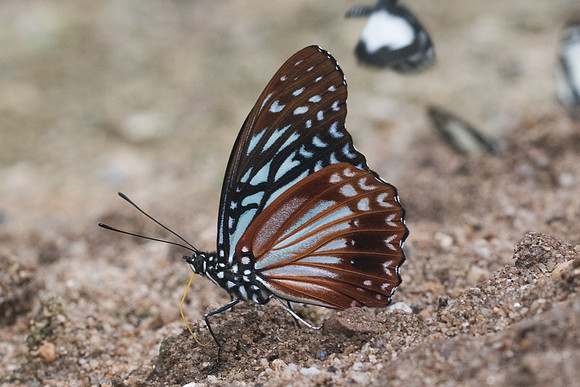 Hestinalis nama-1878 - Chiang Dao - 16/11/23