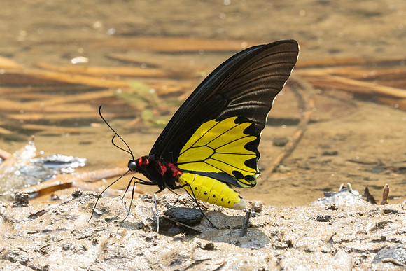 Troides helena-2685