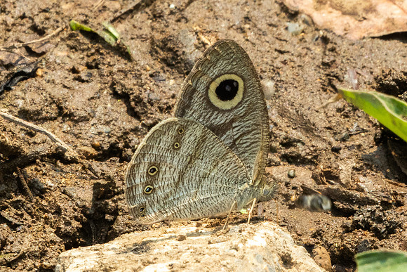 Ypthima lisandra bara id--1185