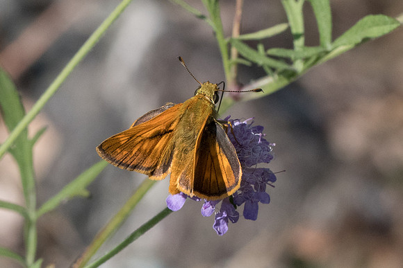 Ochlodes sylvanus-0533 - Levanto - 19/09/20