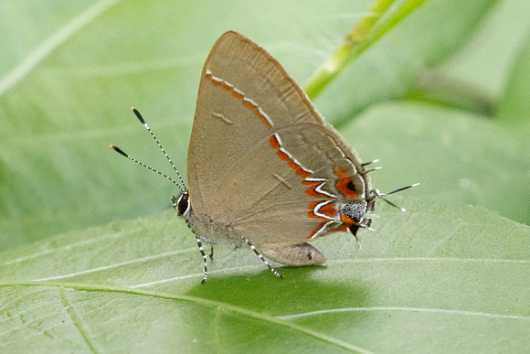 Calycopis origo-3681 - Guane - 9/06/24