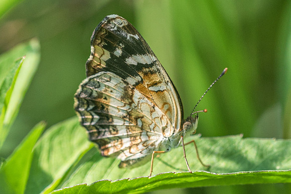 Phyciodes tulcis-3593