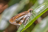 Iton watsonii -5846 - Doi Suthep - 27/03/25