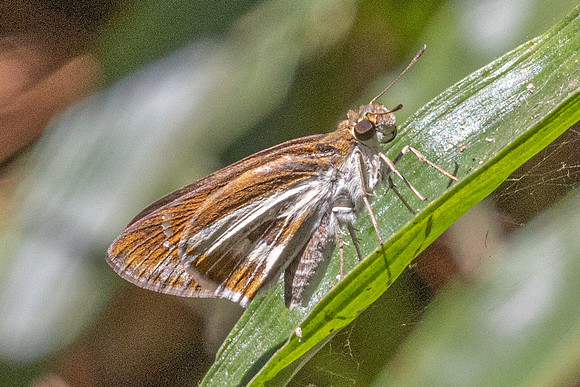 Iton watsonii -5846 - Doi Suthep - 27/03/25