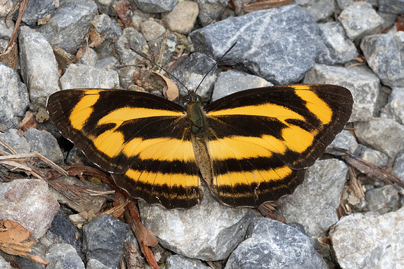 Neptis zaida inayoshii-4964 - Doi Inthanon - 23/03/24