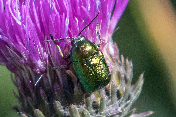 Insecte-9392