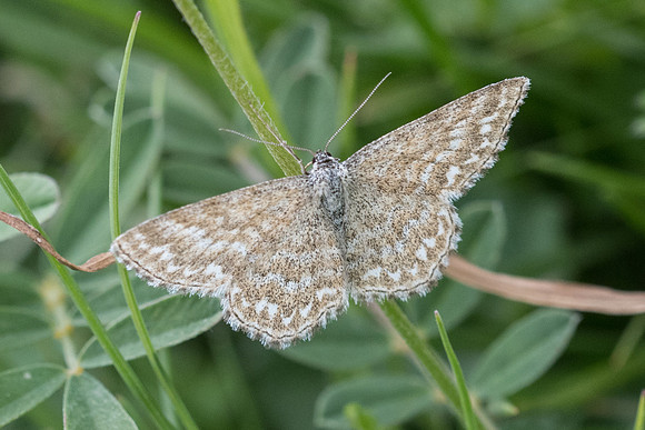 Scopula immorata-6225 - St Dalmas le selvage - 27/06/21