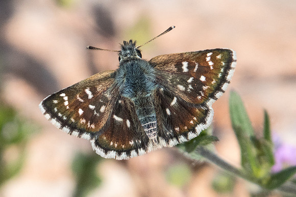 Spialia orbifer-8867