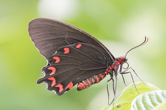 Parides montezuma-4764
