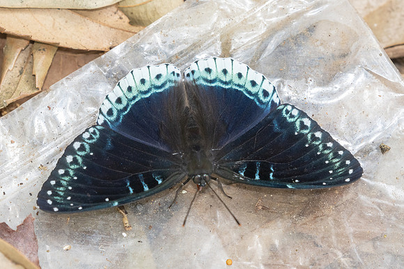 Stibochiona nicea-2970