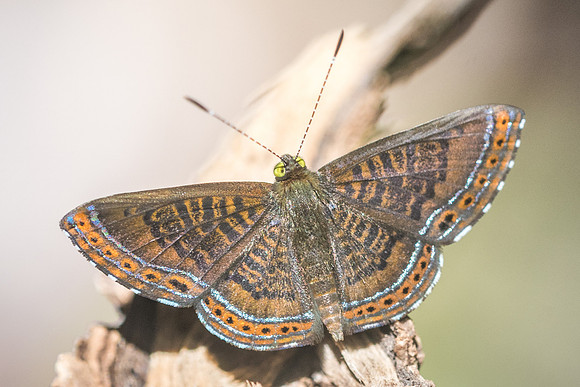 Detritivora barnesi-3187